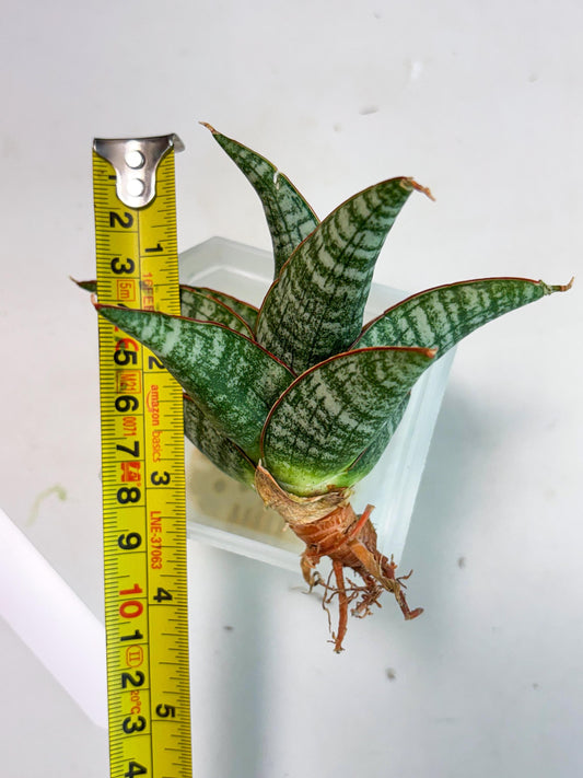 Sansevieria Samosir (Ha5) (9) | Rare Collection
