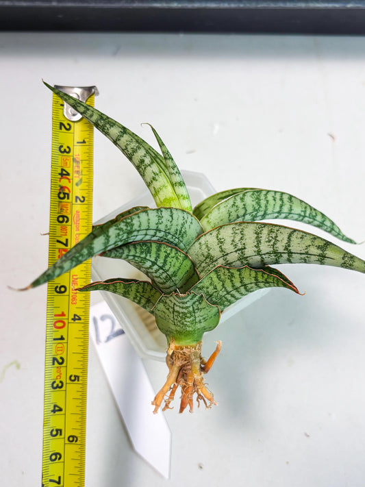 Sansevieria Nalika x Lawang (Ha5) (12) | Rare Collection
