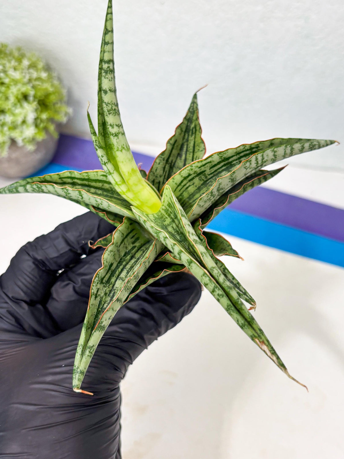 Sansevieria Nalika x Lawang (Ha5) (12) | Rare Collection