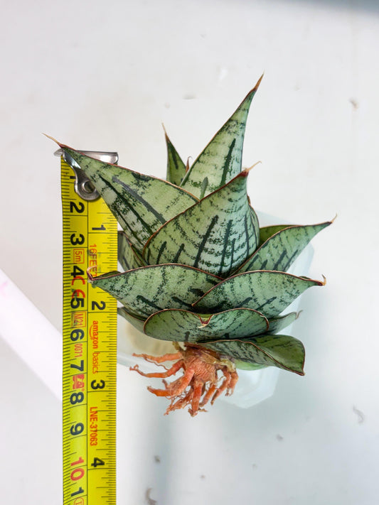 Sansevieria Kaisar (Ha5) (14) | Rare Collection