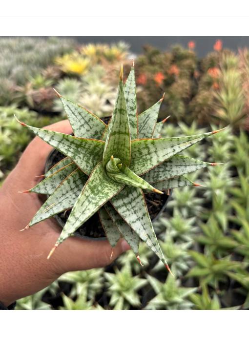Sansevieria Desi (Ha5) (15) | Rare Collection