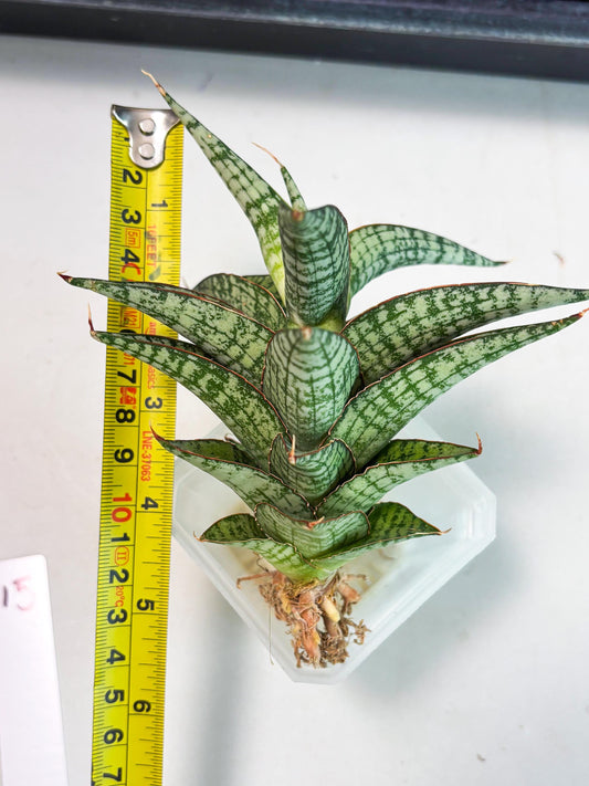 Sansevieria Desi (Ha5) (15) | Rare Collection