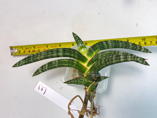 Sansevieria Suffruticosa (ba6) (3) | Rare Collection