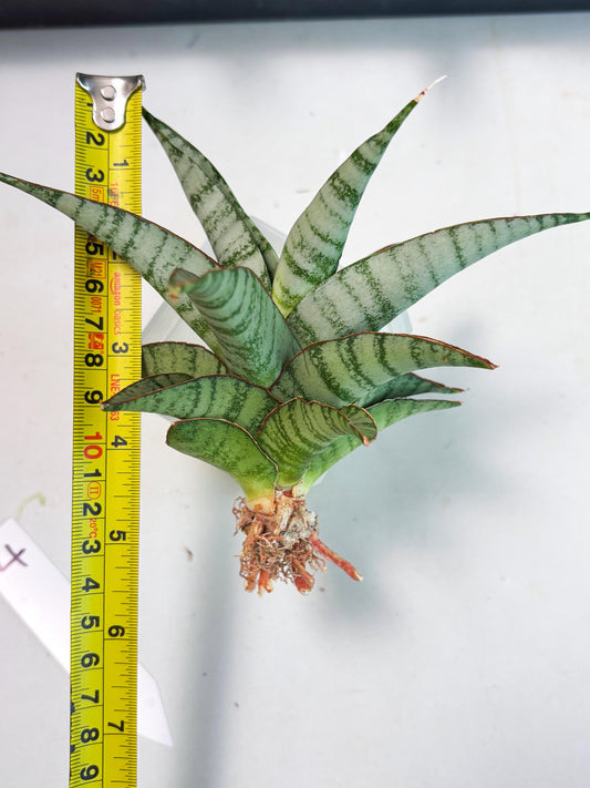 Sansevieria Anita (ba6) (4) | Rare Collection
