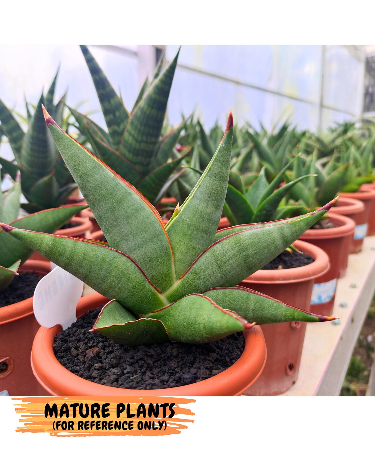Sansevieria Rirene (ba6) (7) | Rare Collection