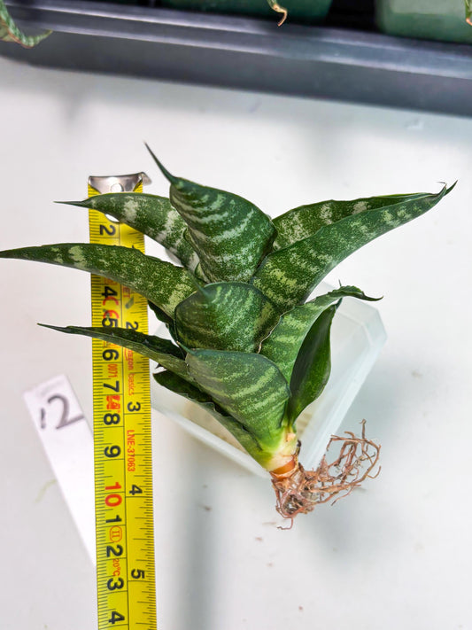 Sansevieria Kraden (ba6) (12) | Rare Collection