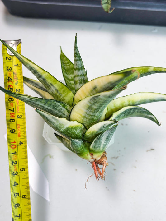 Sansevieria Cordova White (ba6) (19) | Rare Collection