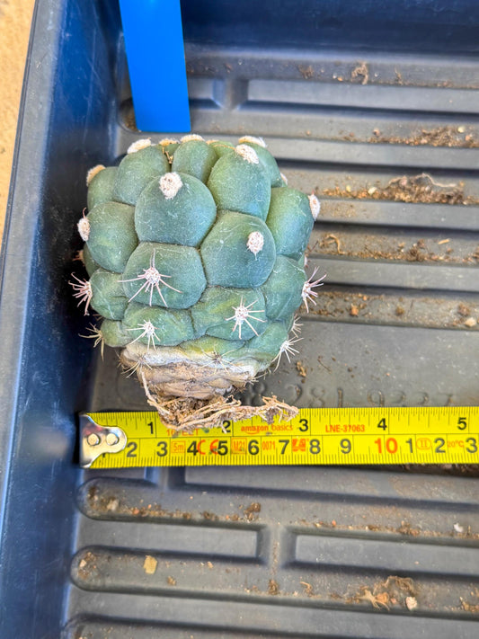 Gymnocalycium saglionis inermis (b) | Rare Import