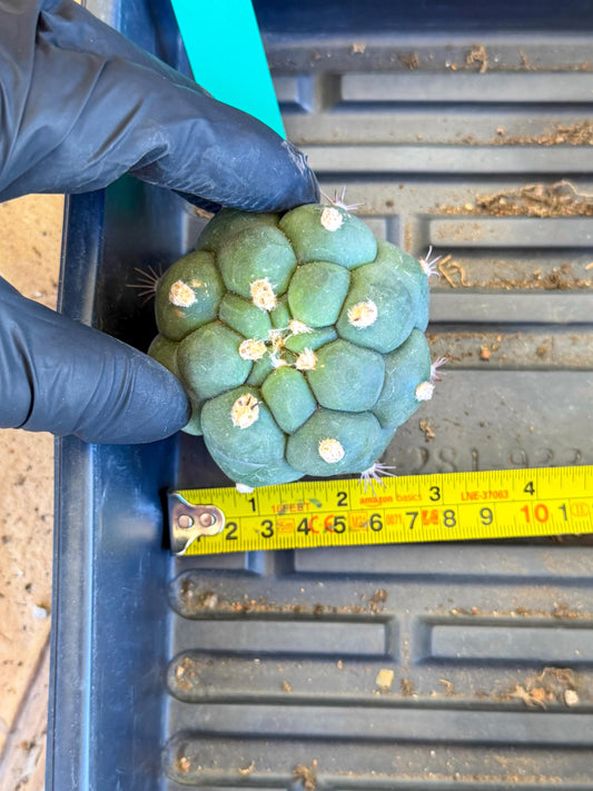 Gymnocalycium saglionis inermis (g) | Rare Import