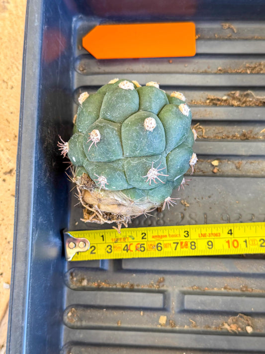 Gymnocalycium saglionis inermis (o) | Rare Import