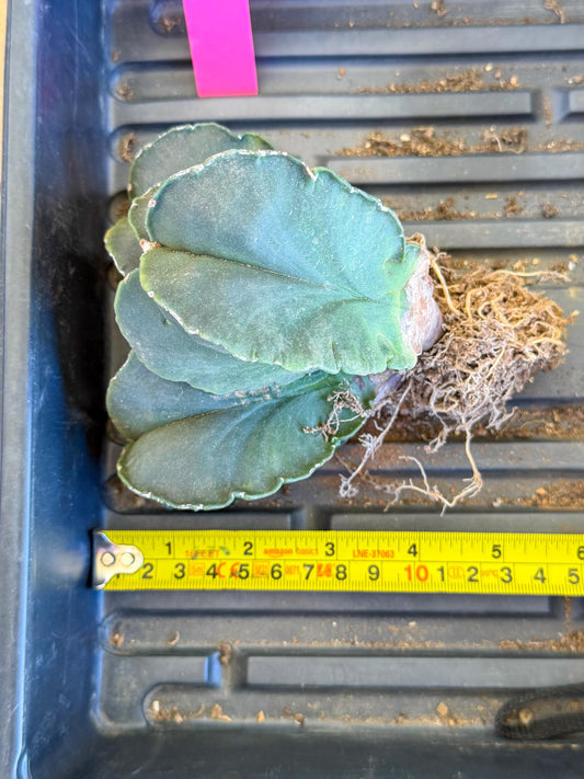 Myriostigma Cluster (p) | Rare Plants