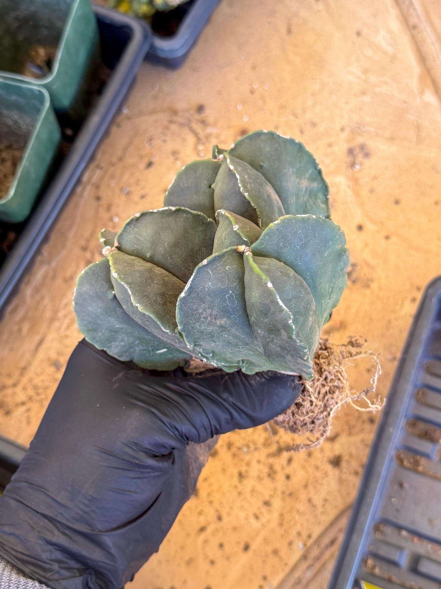 Myriostigma Cluster (p) | Rare Plants