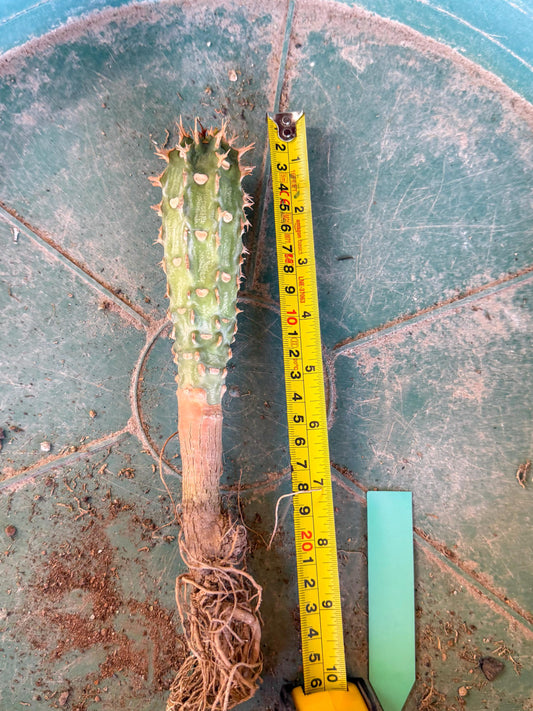 Eupho Viguieri var. Ankarafantsiensis (g) | Imported plants