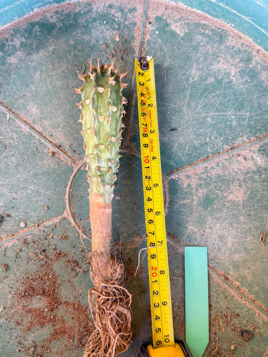 Eupho Viguieri var. Ankarafantsiensis (g) | Imported plants