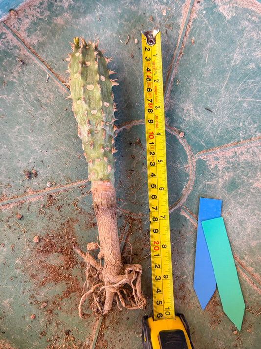 Eupho Viguieri var. Ankarafantsiensis (bg) | Imported plants