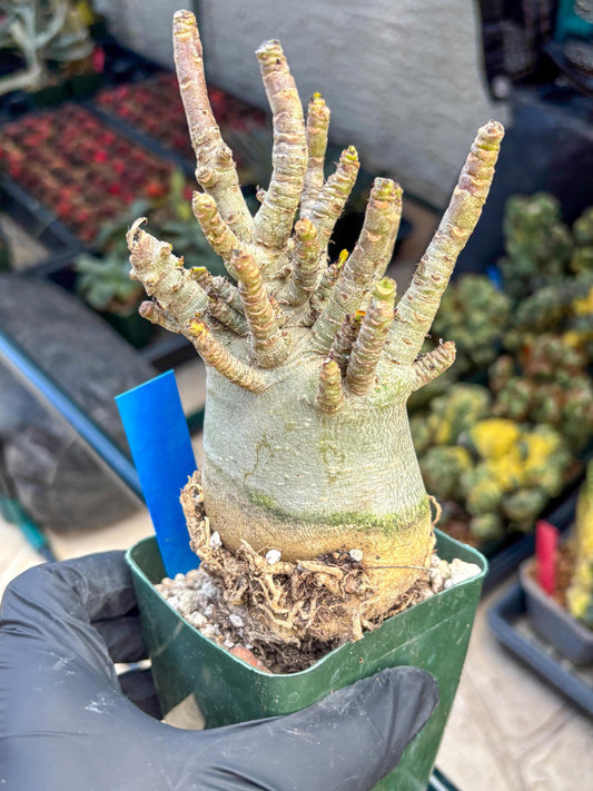 Adenium Arabicum (b) | Desert Rose | Exotic Rare Plant