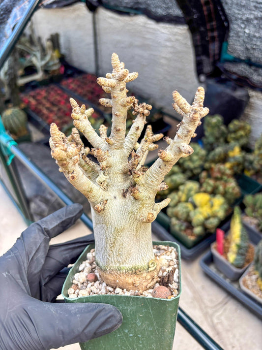 Adenium Arabicum (y) | Desert Rose | Exotic Rare Plant