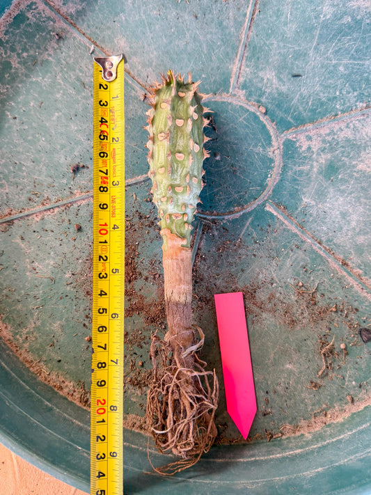 Eupho Viguieri var. Ankarafantsiensis (p) | Imported plants