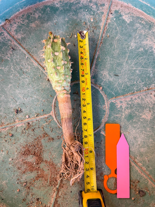 Eupho Viguieri var. Ankarafantsiensis (po) | Imported plants