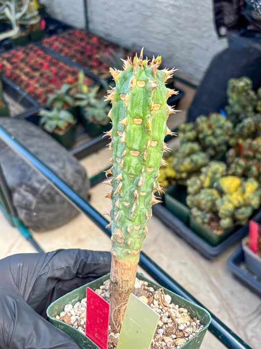 Eupho Viguieri var. Ankarafantsiensis (yr) | Imported plants