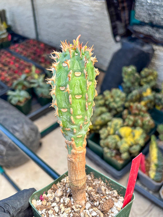 Eupho Viguieri var. Ankarafantsiensis (r) | Imported plants