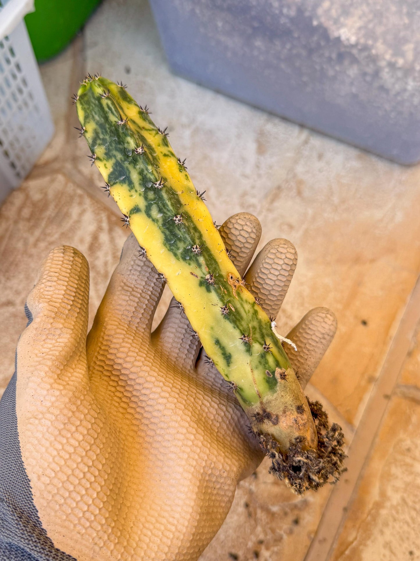 Harrisia Jusbertii Variegated (o) | Rare Cactus