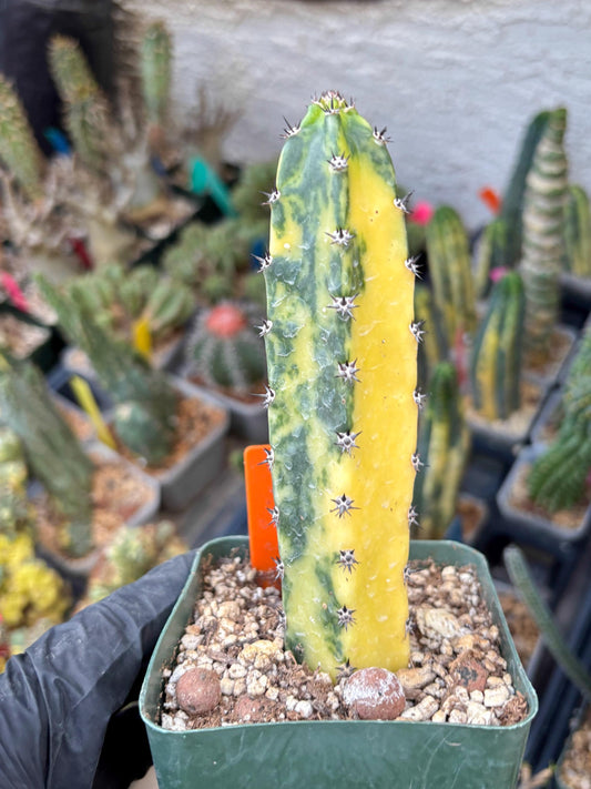 Harrisia Jusbertii Variegated (o) | Rare Cactus