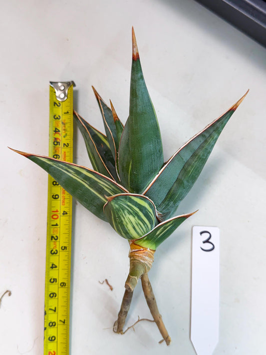 Sansevieria Pinguicula Var (3) | ONLY for ADVANCE GROWER