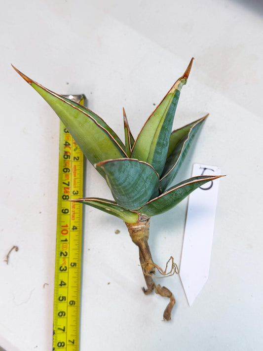 Sansevieria Pinguicula Var (5) | ONLY for ADVANCE GROWER