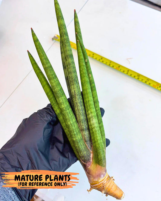 Sansevieria Lancia (yy) (15) | New Imported Hybrids