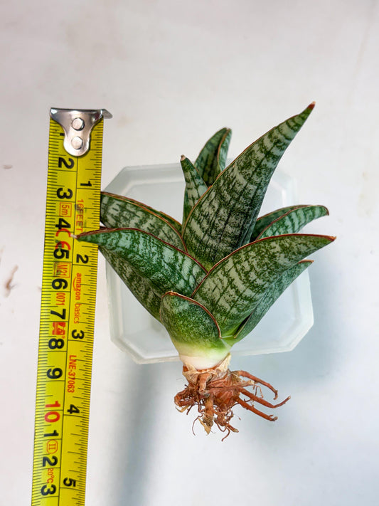 Sansevieria Samosir (Ha4) (12) | Rare Collection