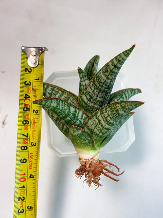 Sansevieria Samosir (Ha4) (12) | Rare Collection