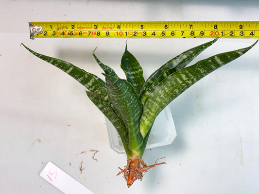 Sansevieria Kraden (ba4) (15) | Rare Collection