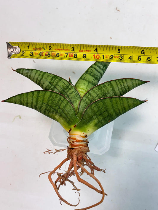 Sansevieria Srikandi (Ha1) (1) | Imported Sansevieria