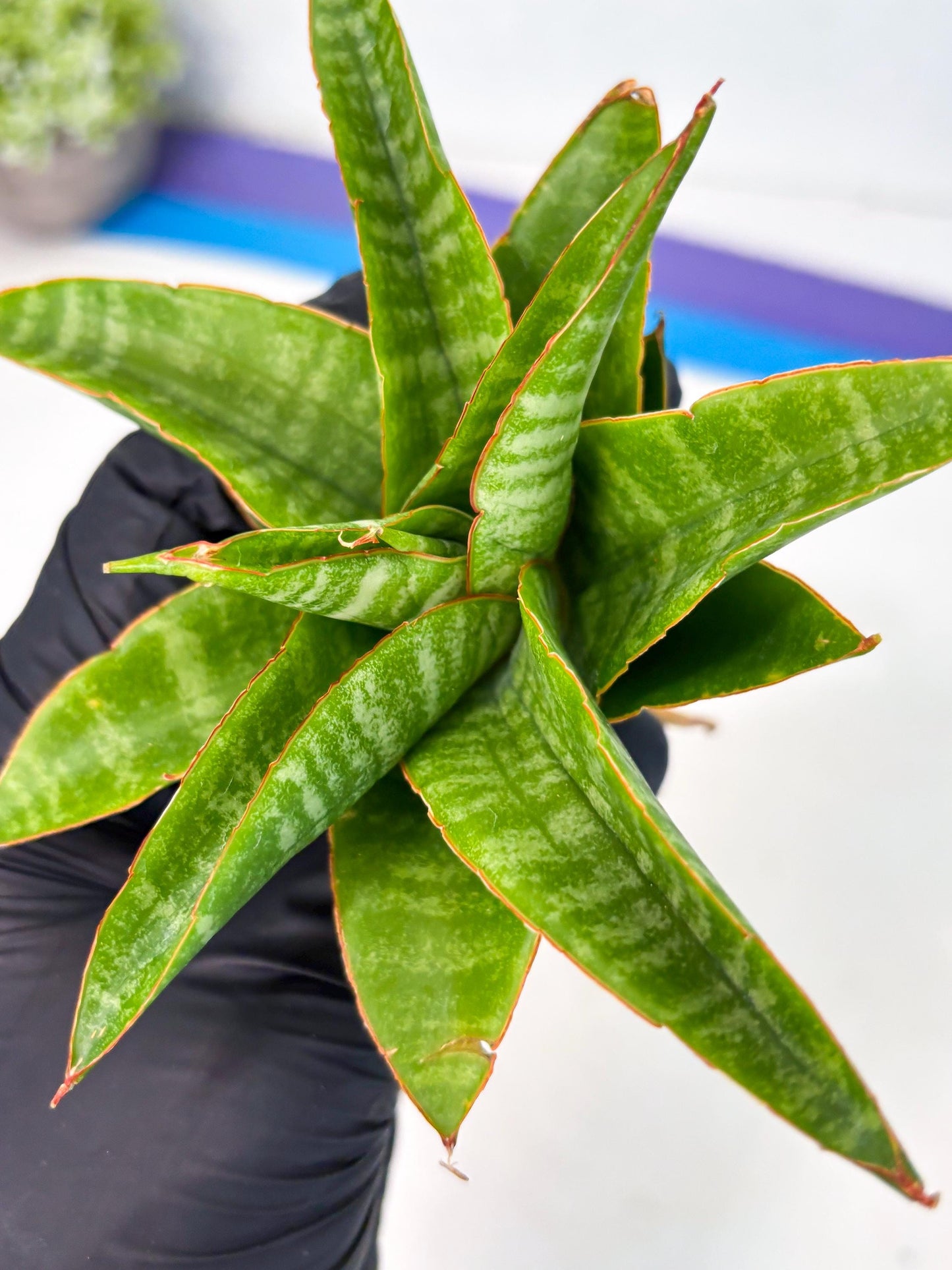 sansevieria godzilla (ha6) (13) | Rare Collection