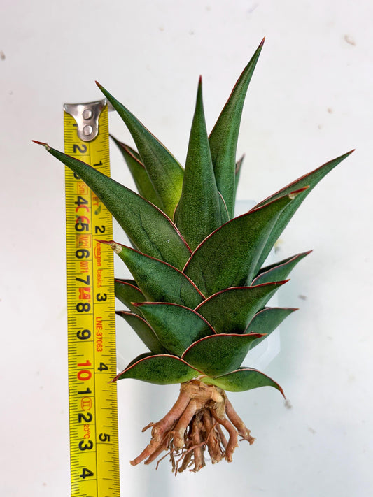 Sansevieria Theodora (ha6) (17) | Rare Collection