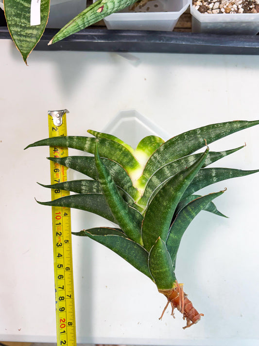 Sansevieria Ariela x Boncel (ha6) (5) | Small DMG