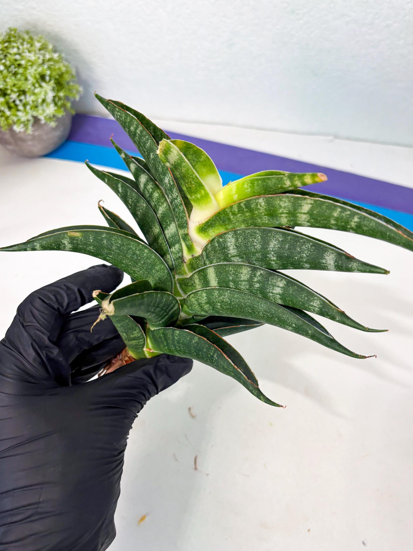 Sansevieria Ariela x Boncel (ha6) (5) | Small DMG