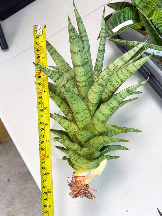 Sansevieria Sadewa (ha6) (8) | Only For Advanced Collectors!