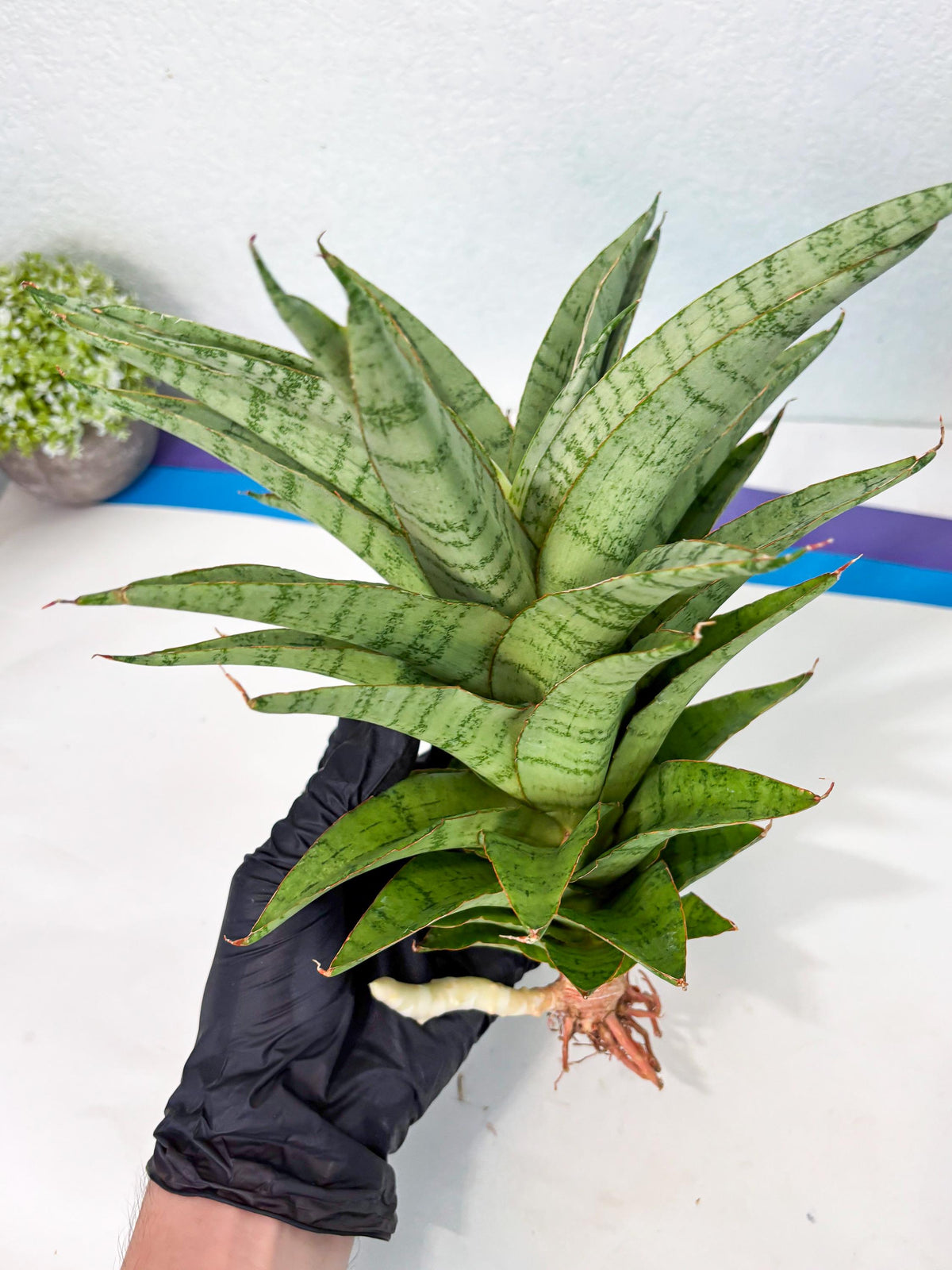 Sansevieria Sadewa (ha6) (8) | Only For Advanced Collectors!