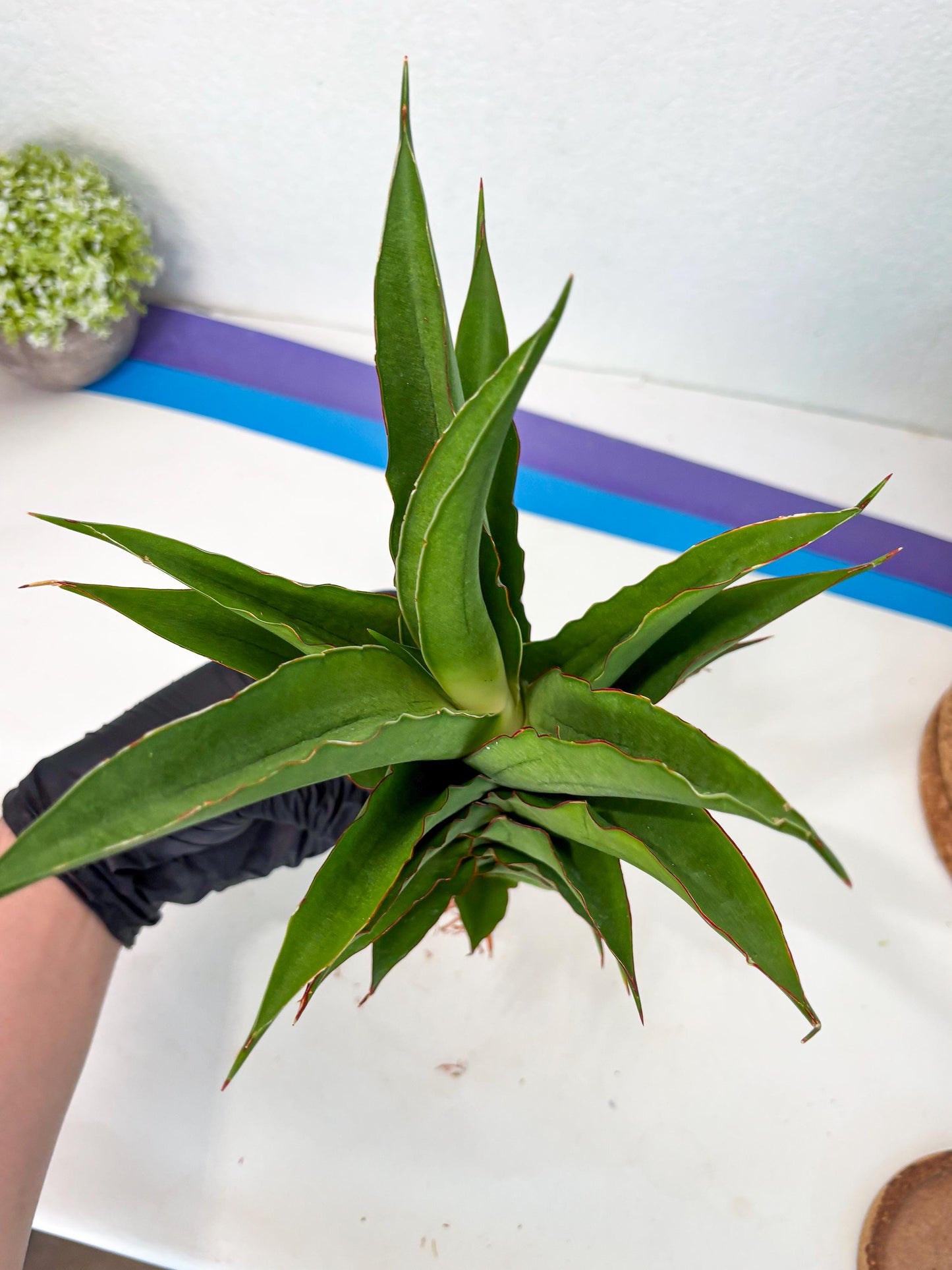 Sansevieria Puyek (ha6) (9) | Only For Advanced Collectors!