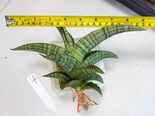 Sansevieria Azura x Marsha (ha7) (4) | Only For Advanced Collectors!