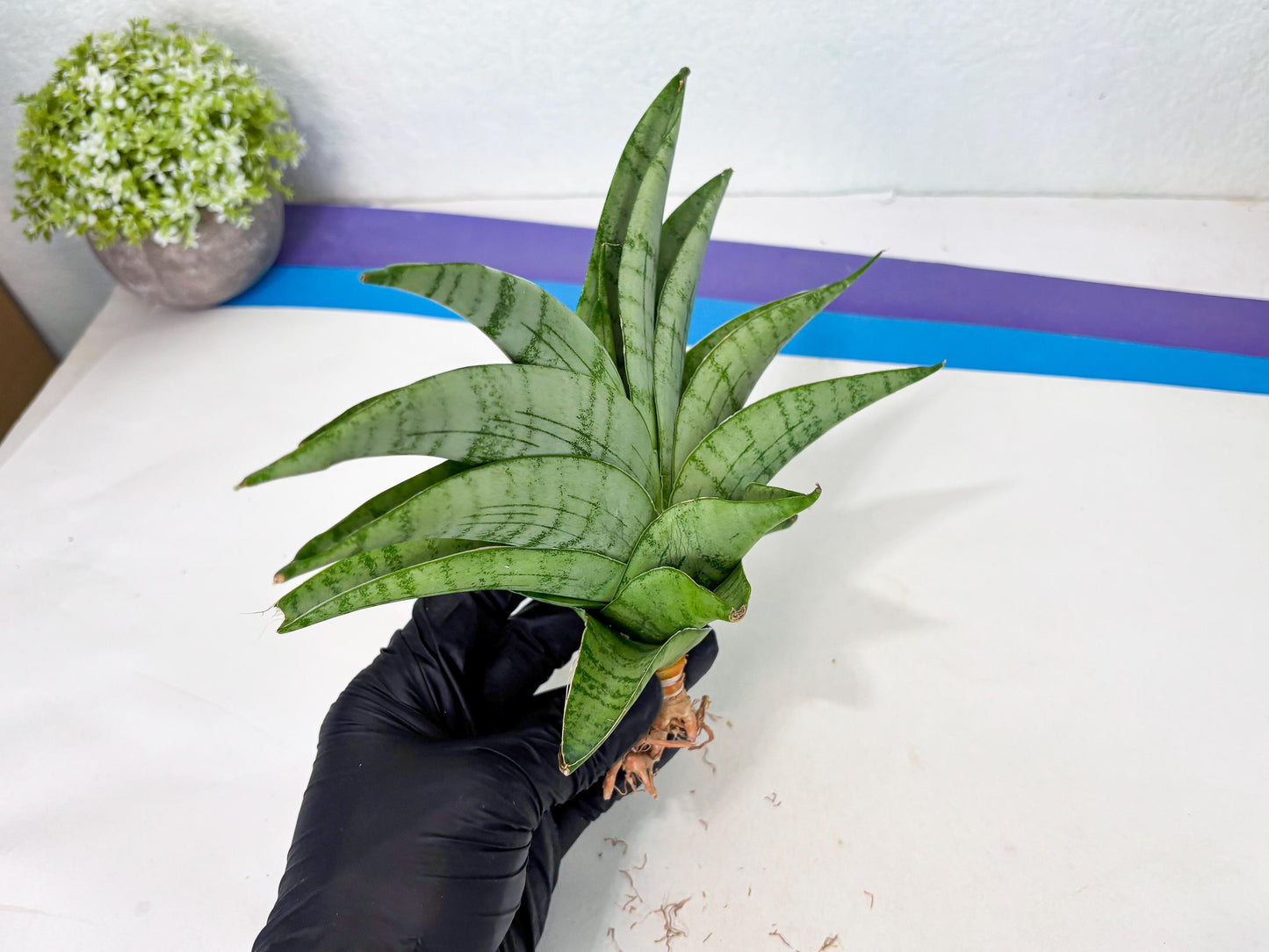 Sansevieria Sagahayang (ha7) (6) | Only For Advanced Collectors!