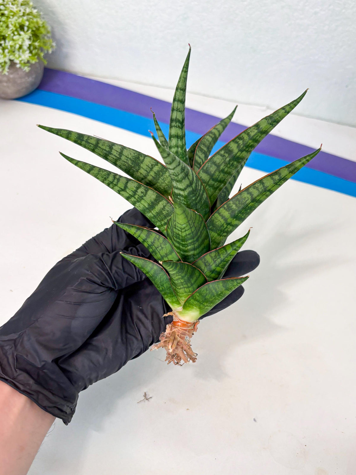 Sansevieria Cordova x dwonsi x ariella (Ha7) (10) | Imported Hybrids