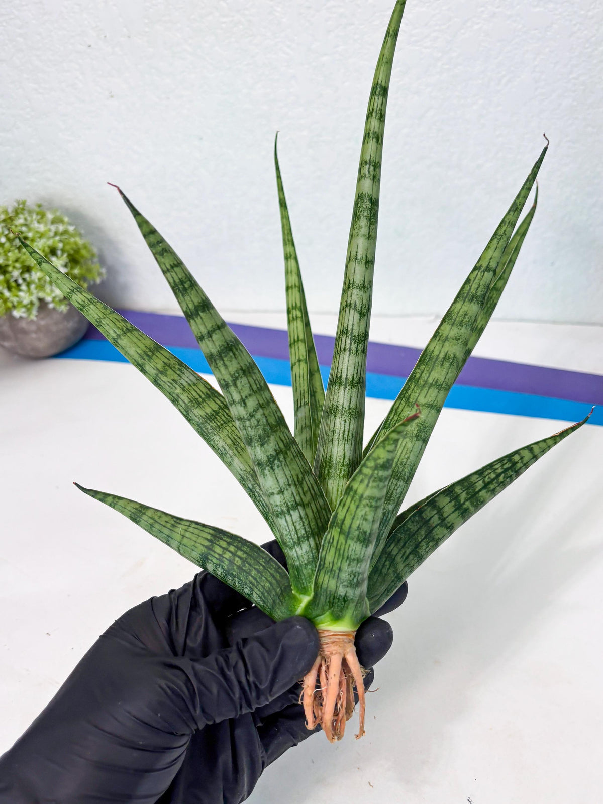 Sansevieria Plengkung (Ha7) (11) | Imported Hybrids