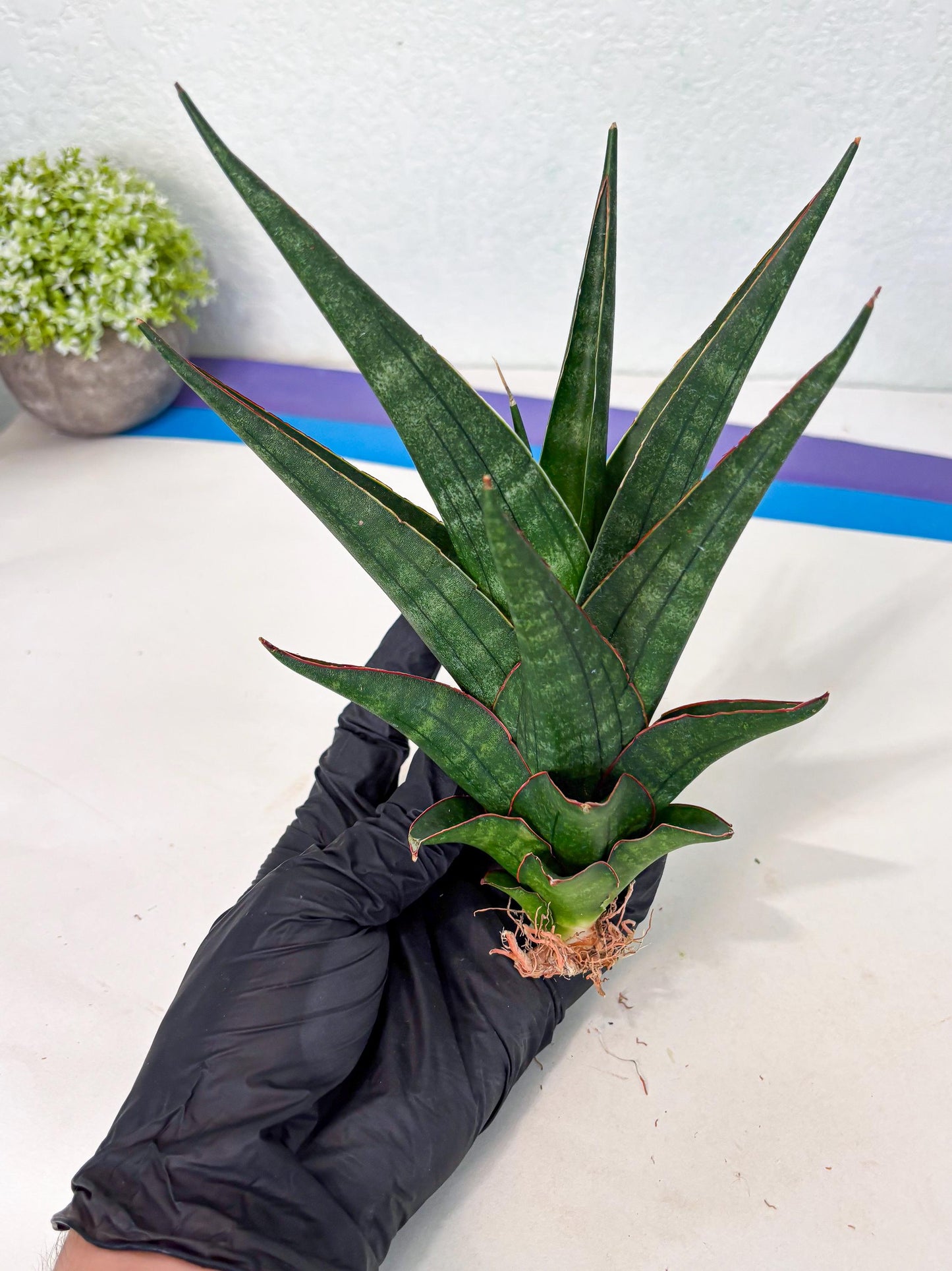Sansevieria Manny Pacquiao X Boncel (Ha7) (13) | Hybrids