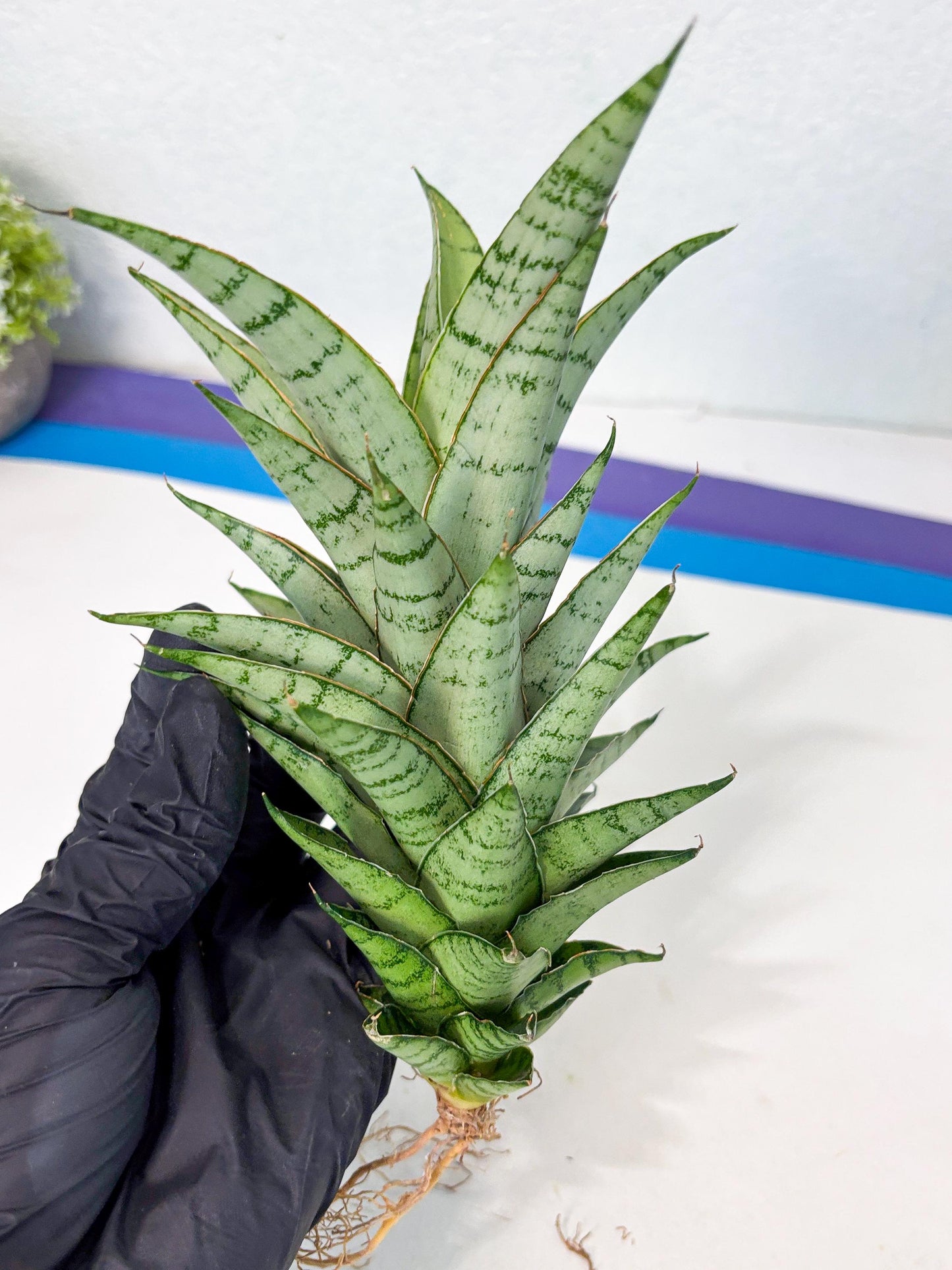 Sansevieria Parfa X Moonshine (ha7) (14) | Only For Advanced Collectors!