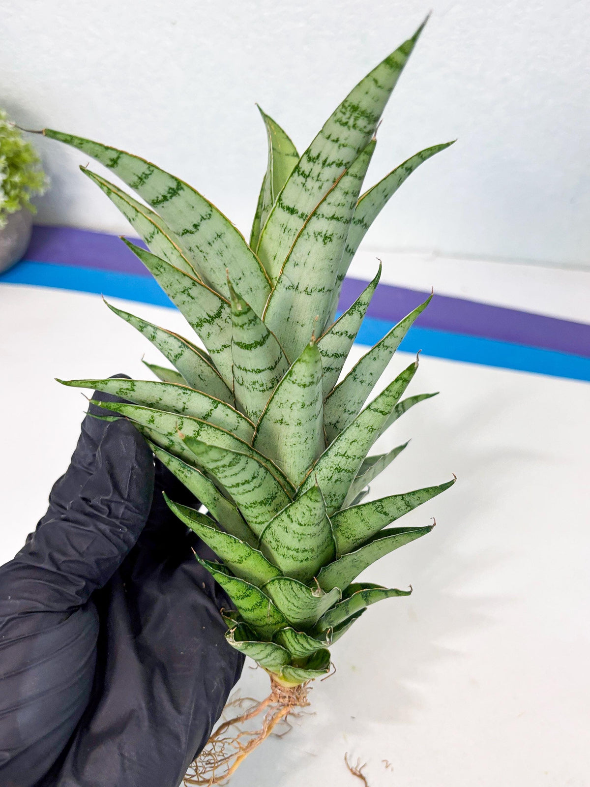 Sansevieria Parfa X Moonshine (ha7) (14) | Only For Advanced Collectors!