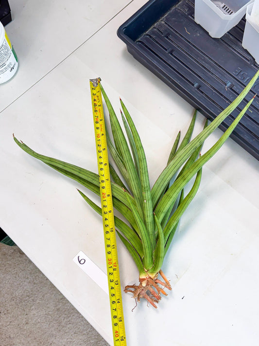 Sansevieria Quentin (ha8) (6) | Only For Advanced Collectors!
