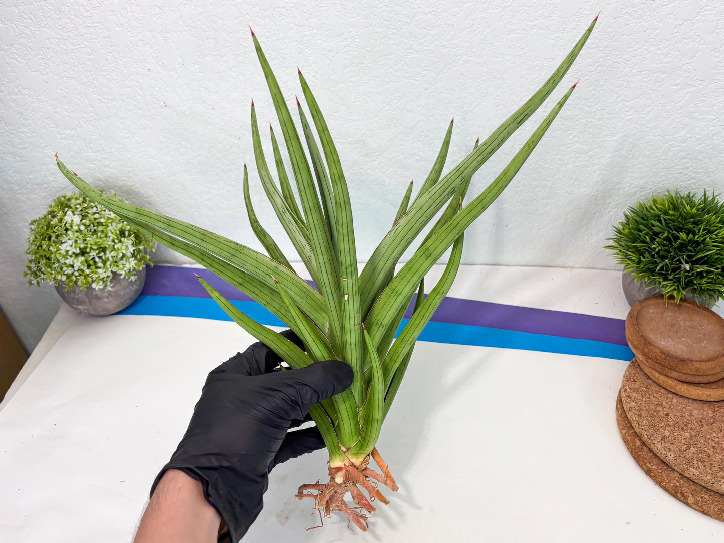 Sansevieria Quentin (ha8) (6) | Only For Advanced Collectors!